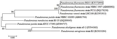 Endophytic Bacterium Pseudomonas fluorescens RG11 May Transform Tryptophan to Melatonin and Promote Endogenous Melatonin Levels in the Roots of Four Grape Cultivars